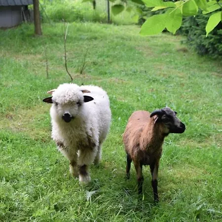 Pszczela Oaza Camping