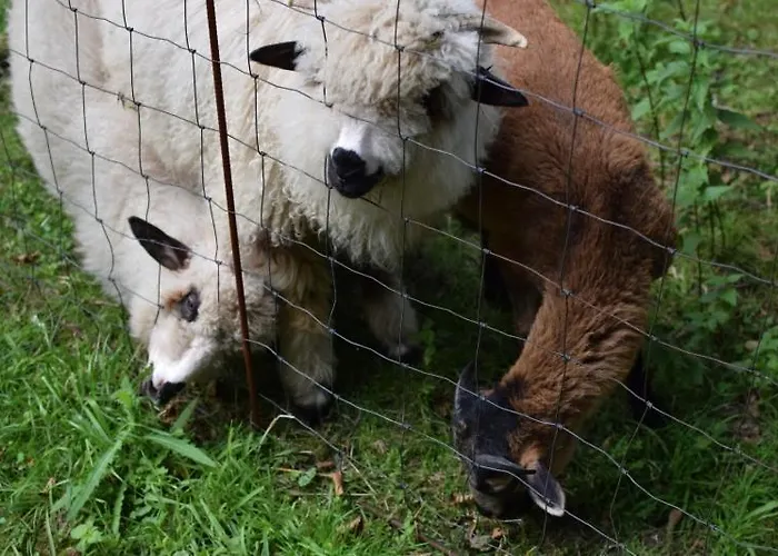 Pszczela Oaza 캠프장 *