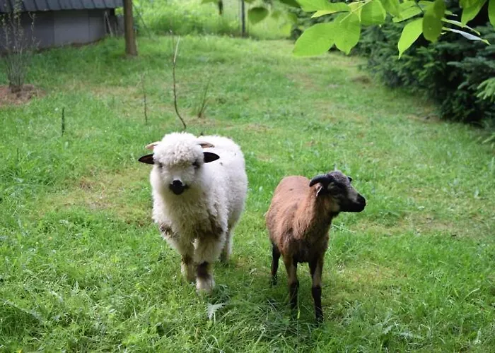Pszczela Oaza Campingplatz
